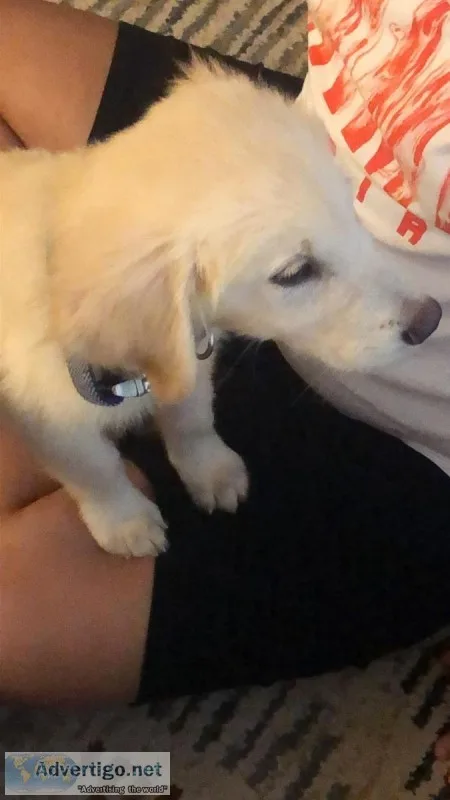 Adorable 14 weeks old golden retriever puppy