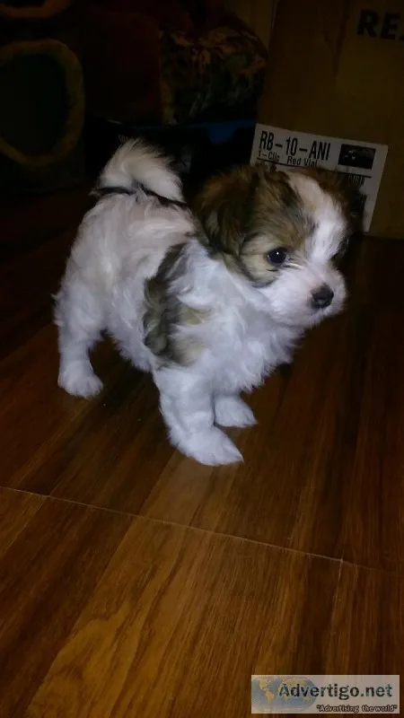 Yorkie