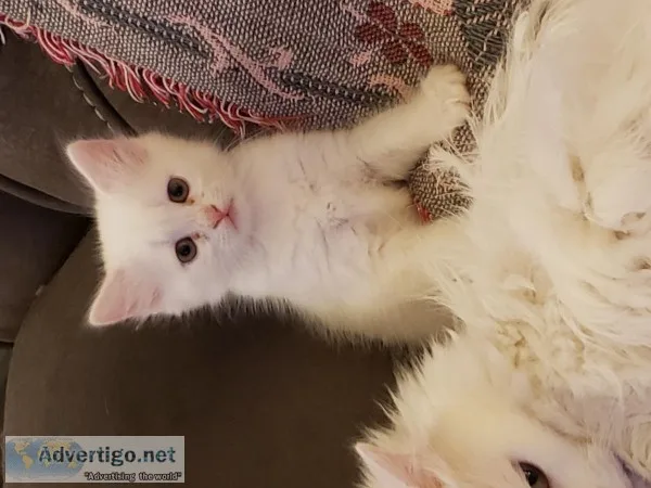 White Turkish angora kitten