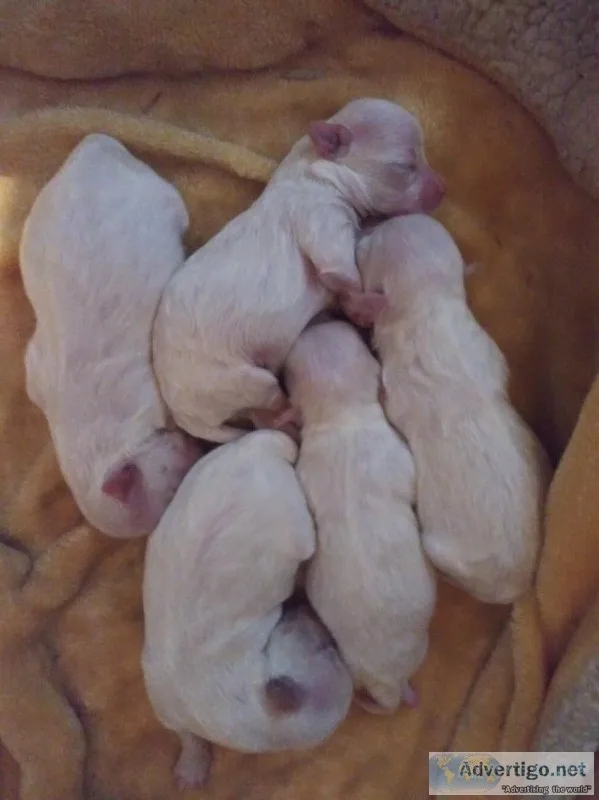 Registered Toy maltese puppies