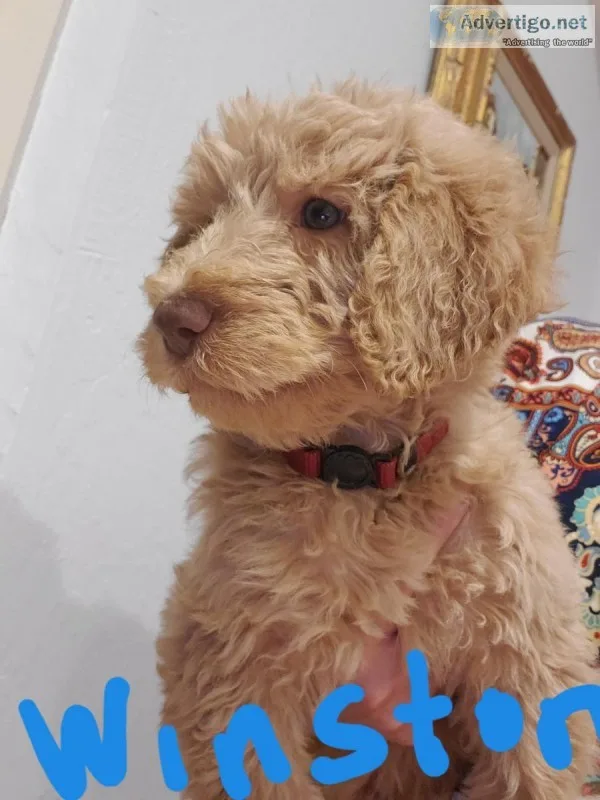 Labradoodle Puppies