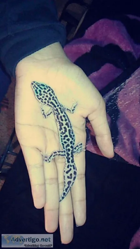 Snow Leopard Gecko