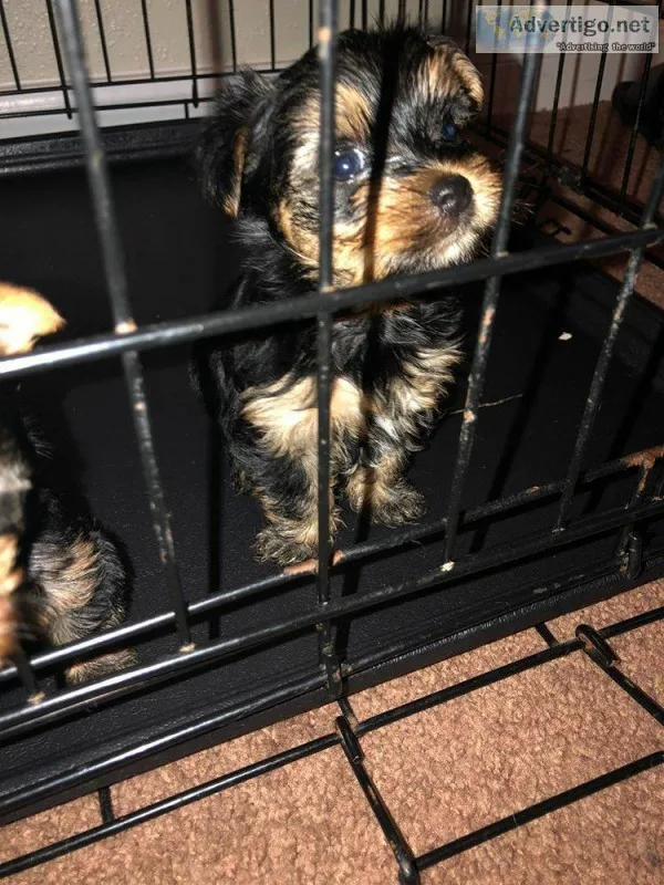 Yorkie Male Puppy