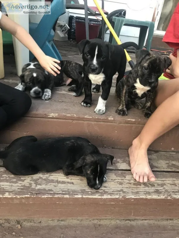Pitt bull puppies