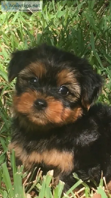 Yorkshire Terrier