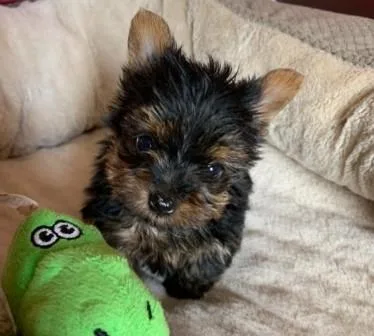 Sweet Yorkshire Terrier Puppies
