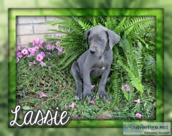 Lassie Female AKC Great Dane
