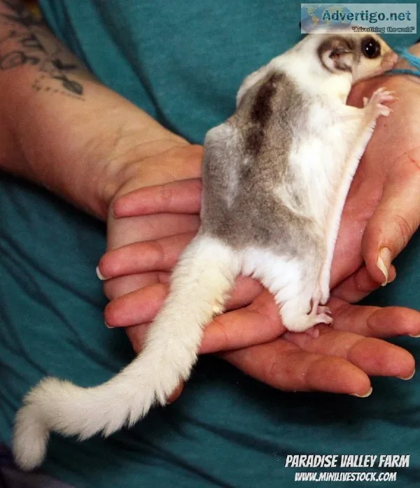 Sugar Gliders-different colors