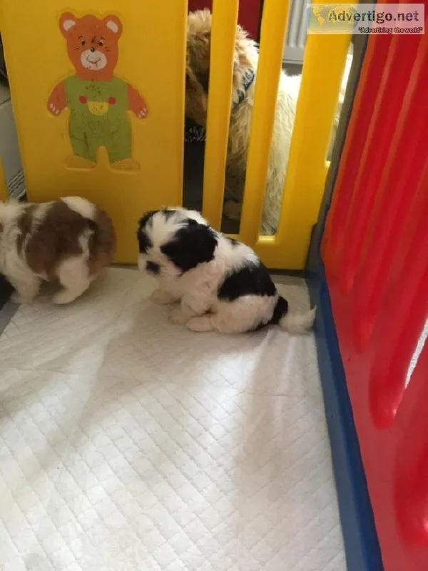 Lulu-FemaleShih tzu