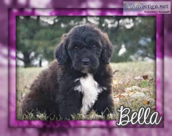 Bella Female Saint Berdoodle
