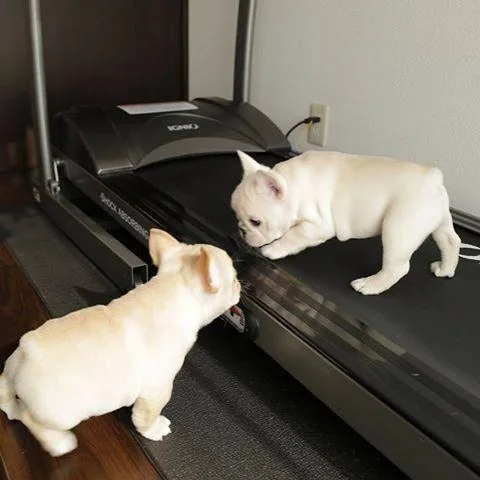 Elegant And Adorable Pups...