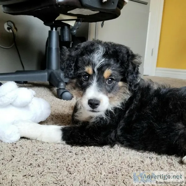 Loyal Intelligent Aussiedoodles for Sale