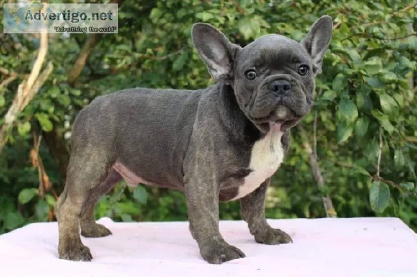 French Bulldog puppy