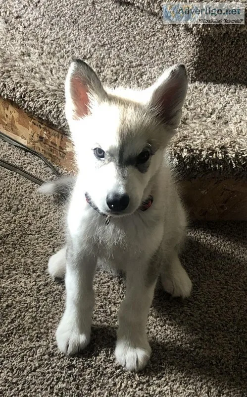 Female Malamute Puppy