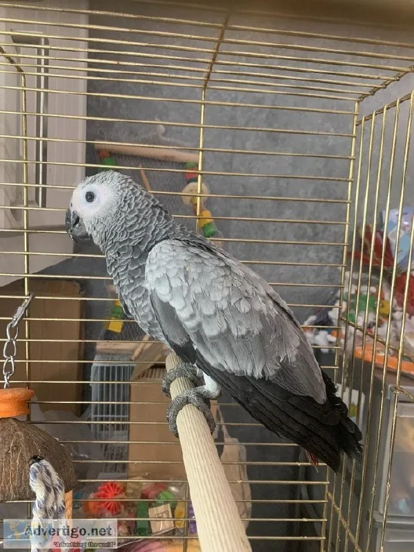 Beautiful Baby Handreared African Grey