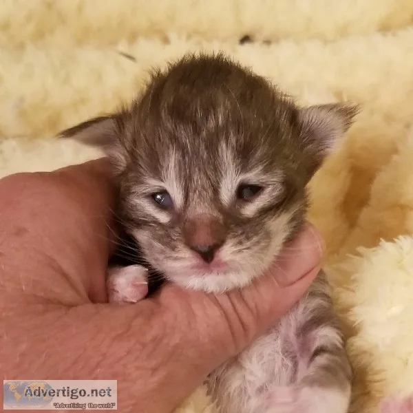 Registered Maine Coon kittens