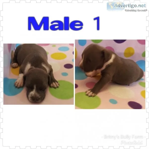 ABKC registered Bully PUPPIES