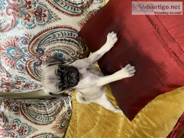 8 weeks pug puppies