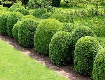 Best garden maintenance in Droitwich spa