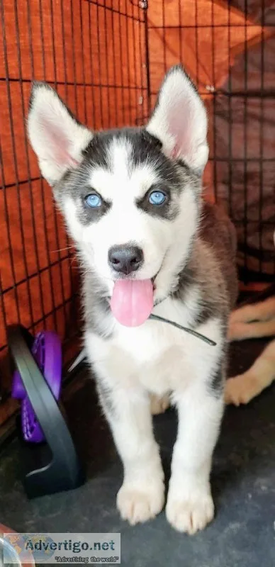 AKC Siberian Huskies