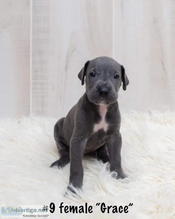 Foland Danes