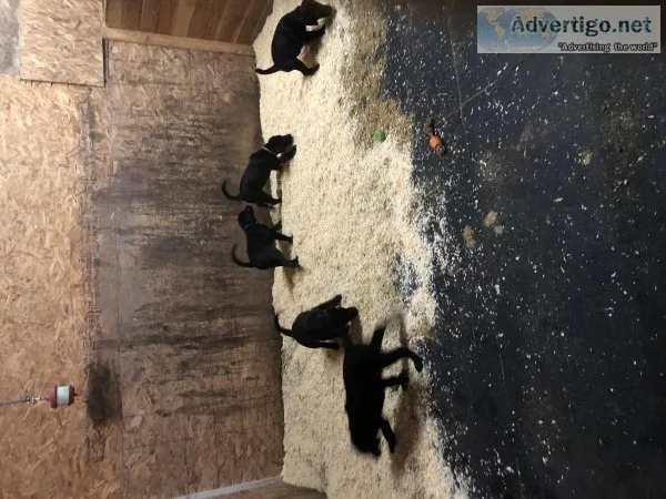 Labrador Puppies
