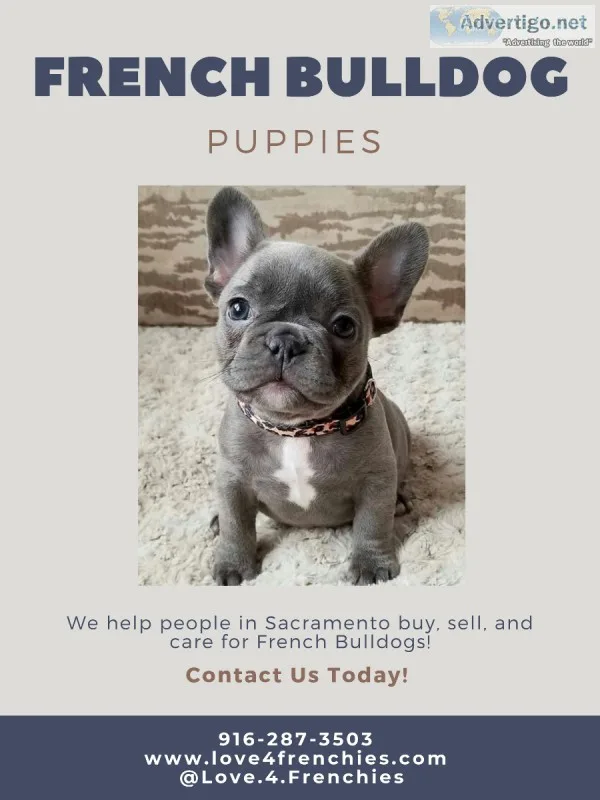 French Bulldogs