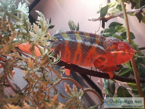 panther chamelion babies  for sale
