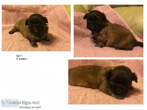 Shih Tzu Pups