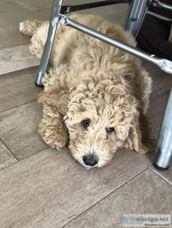 Goldendoodle