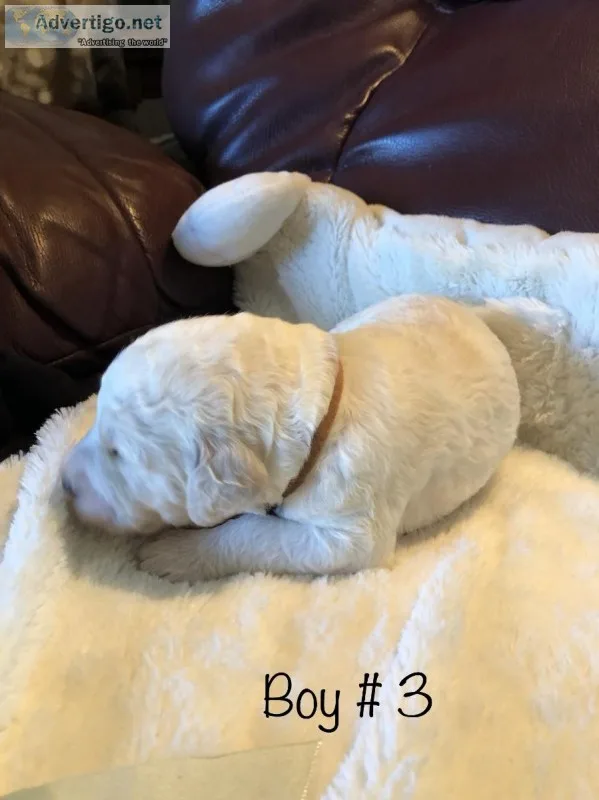 2nd generation labradoodles