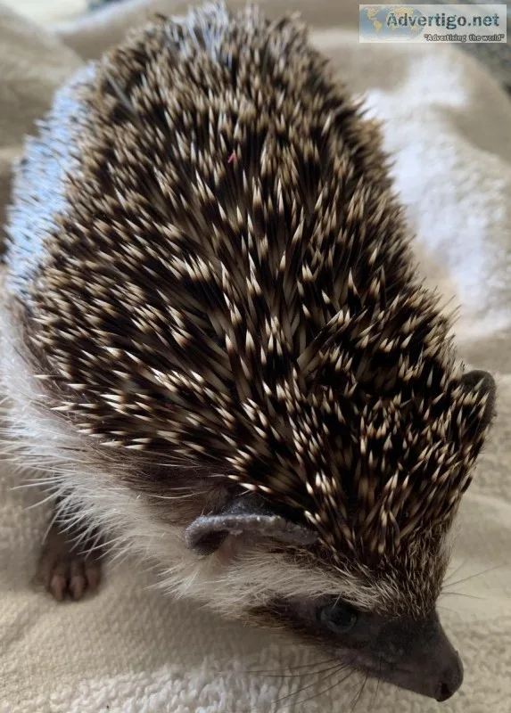 Hedgehog - friendly