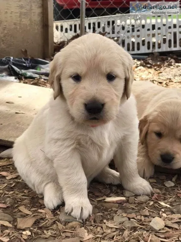 Cudddle Loving Puppy...