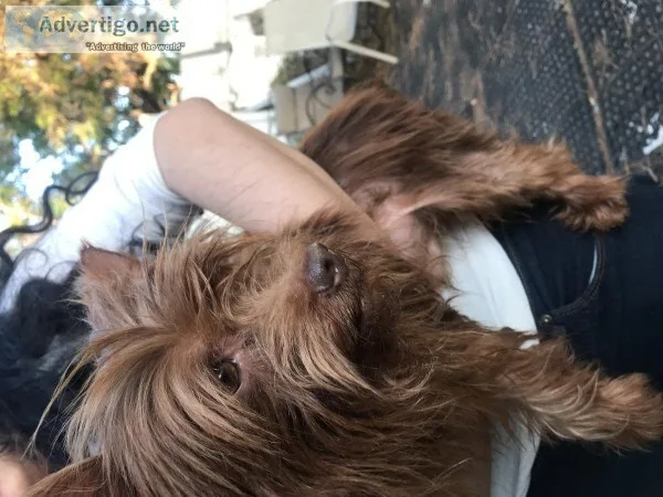 Yorkie dog
