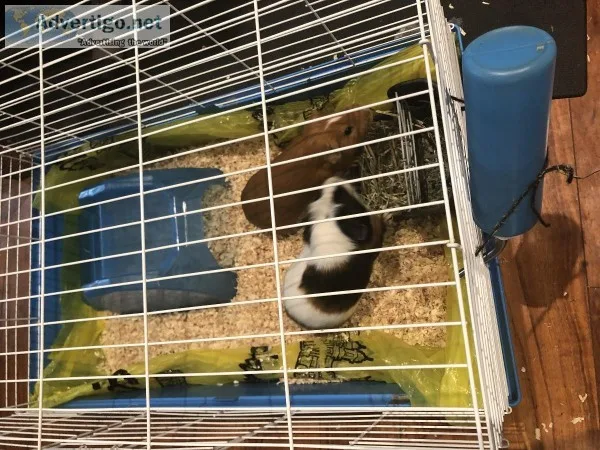 Two male guinea pigs with cage