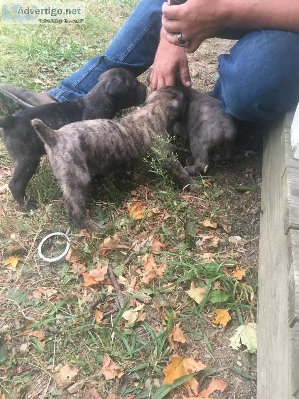 Cane Corso Presa Canario Puppies