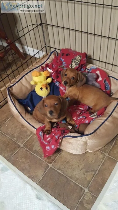 AKC Mini Dachshunds Red Males