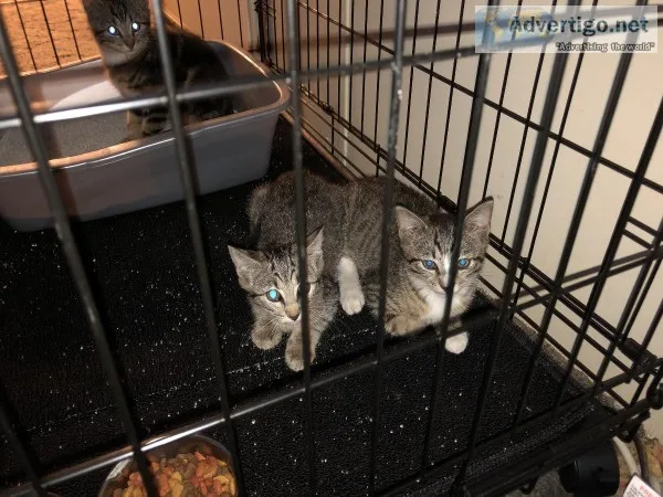 Free Kittens