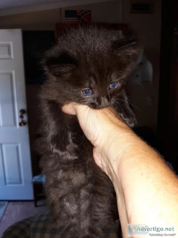 Free kittens