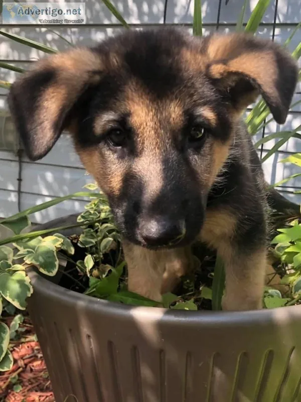 German Shepherd Puppies