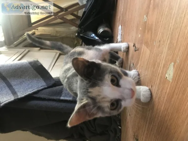 Free half Himalayan kittens