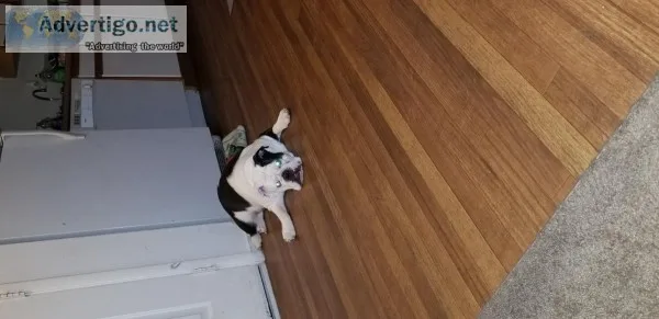 1 year old English bulldog