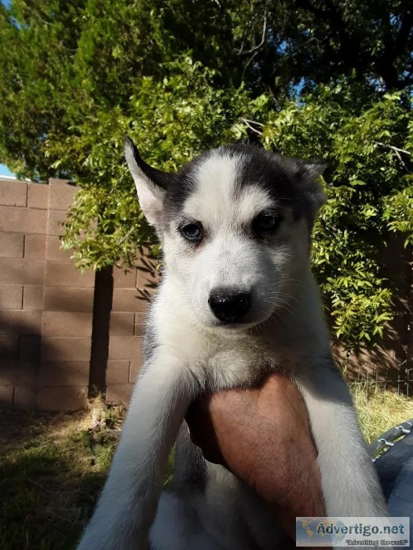 Husky Puppies