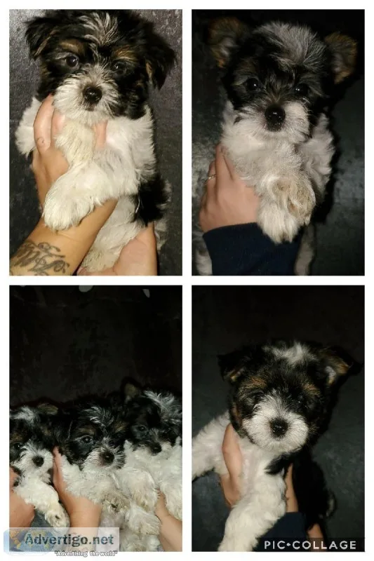 Yorkie puppies