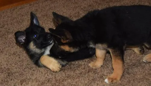 K.C Reg Straight Back German shepherd puppies