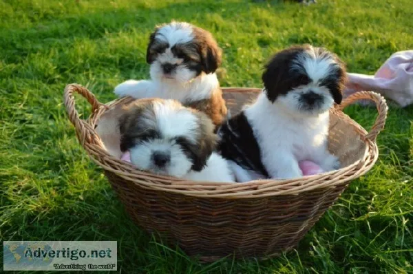 Kim s-Female Shih tzu