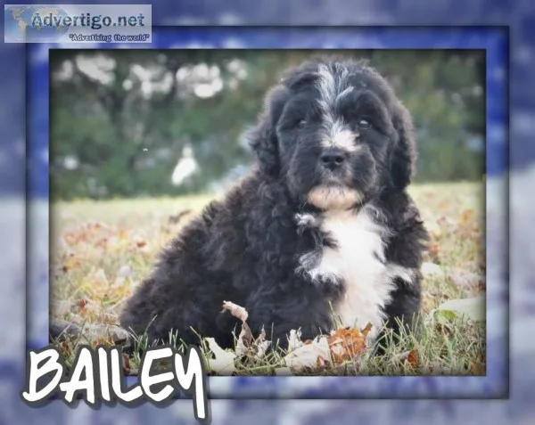 Bailey Male Saint Berdoodle