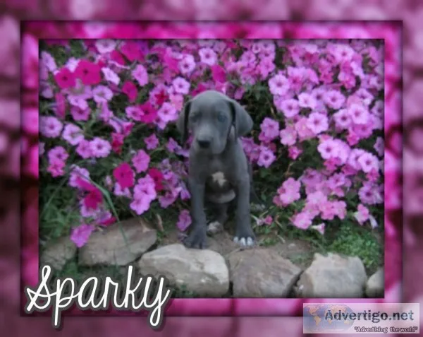 Sparky Female AKC Great Dane