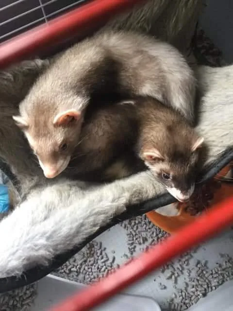 Ferrets