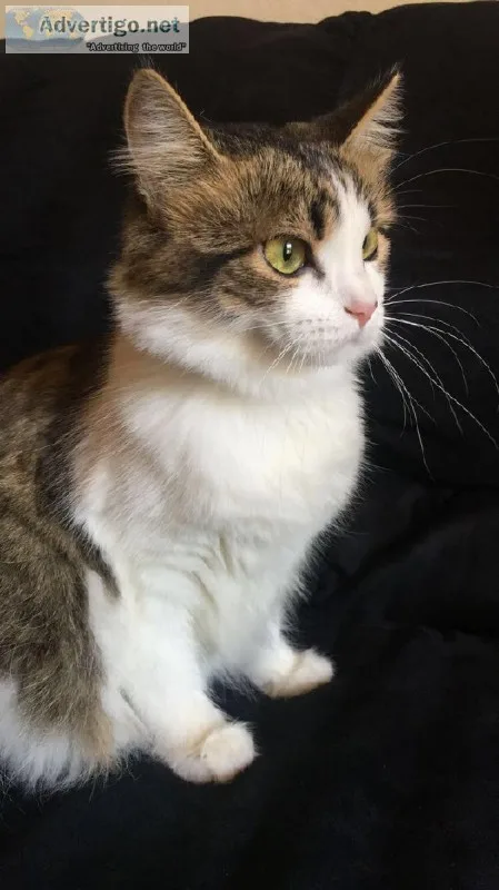 Free cat